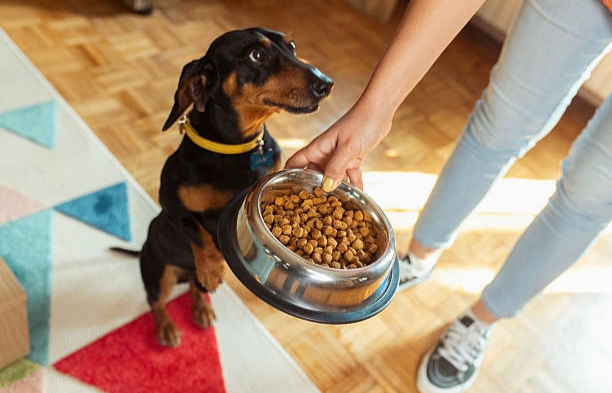 How to Store Dog Food