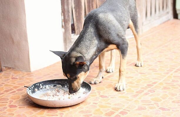 What Human Food Can I Give My Dog to Gain Weight